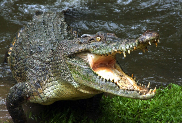 Australian crocodile