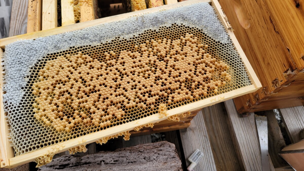 Hipster Homesteader Bee Frame