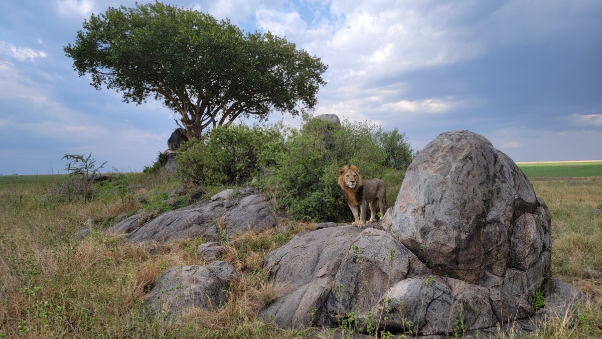 Leone su Safari