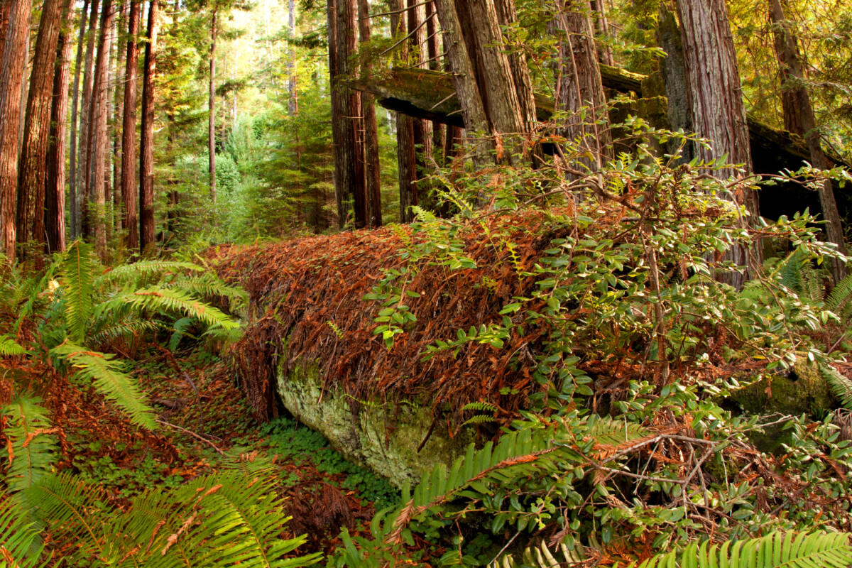 Decaying Tree