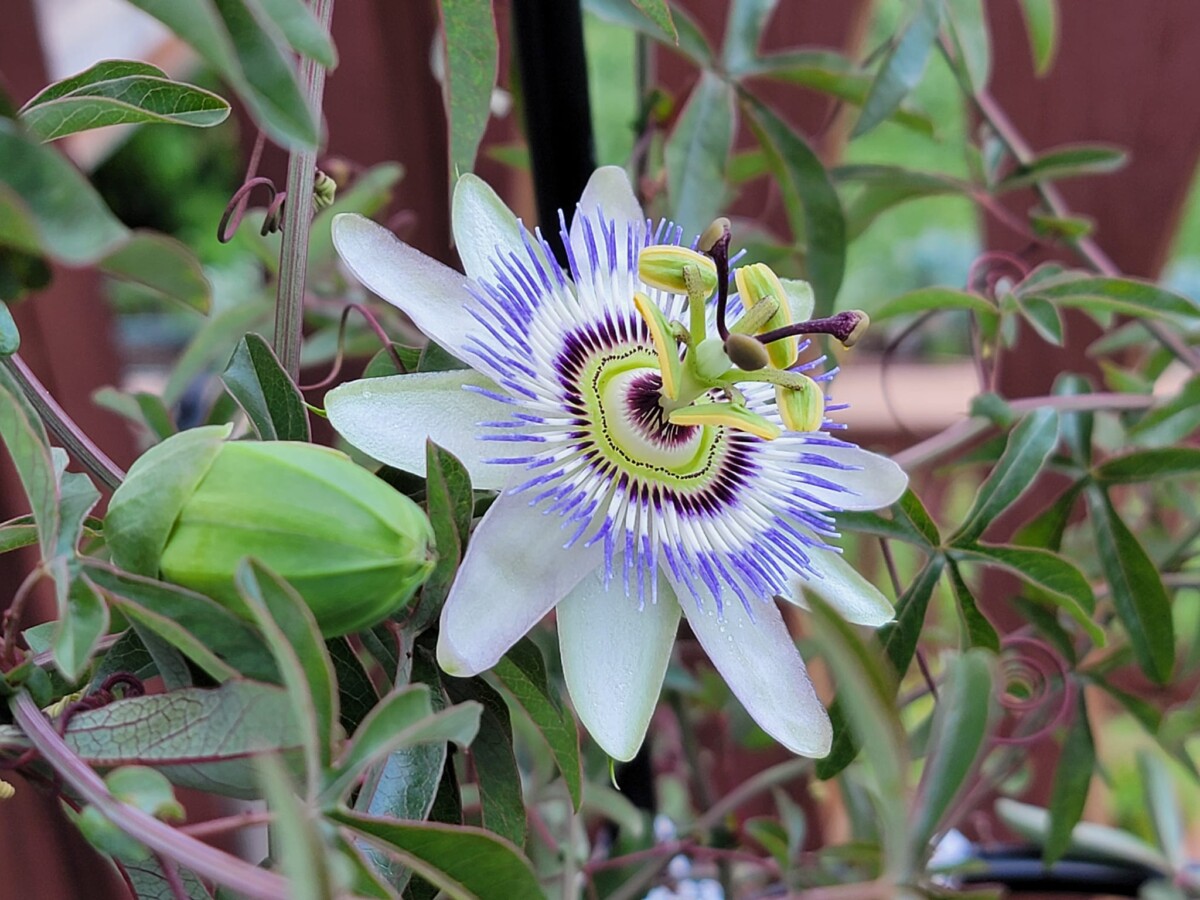 Passionfruit Flower